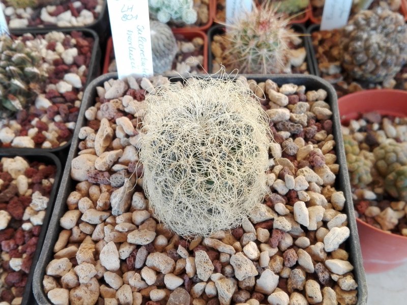 sulcorebutia tarabucoensis v. hertusii