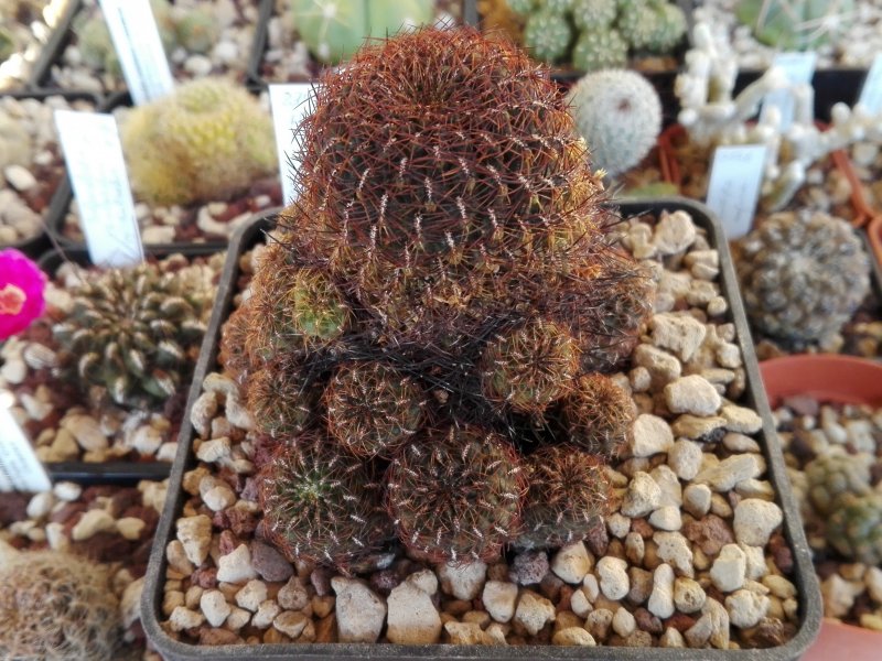 Sulcorebutia krugerae v. hoffmannii WR612