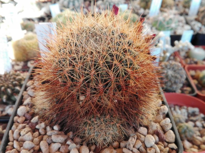 Sulcorebutia tiraquensis v. lepida WF54/27