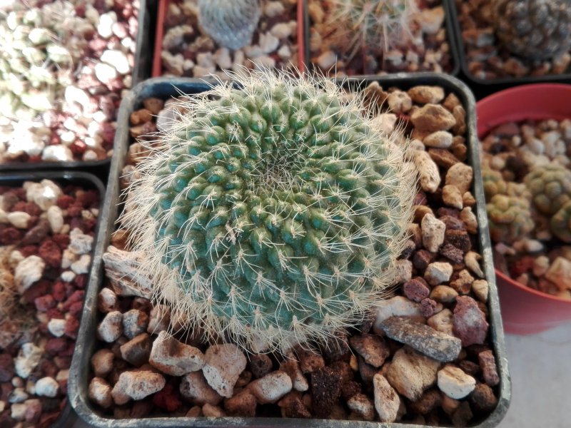 rebutia tamboensis