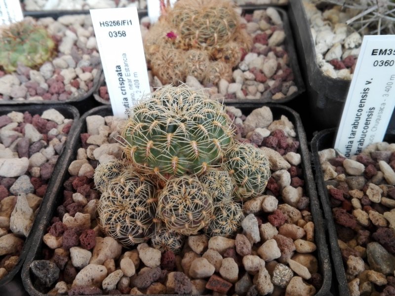 Sulcorebutia crispata HS256/Fi1