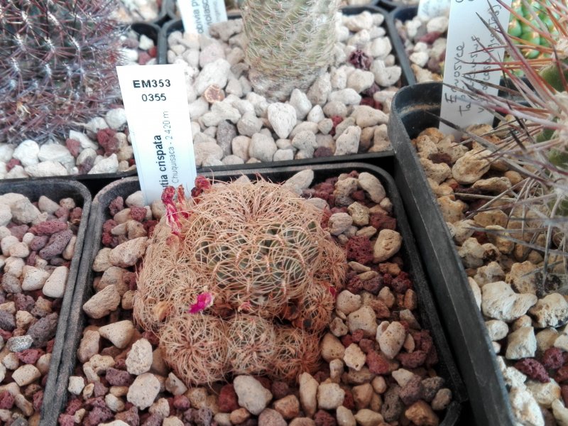 Sulcorebutia crispata EM353