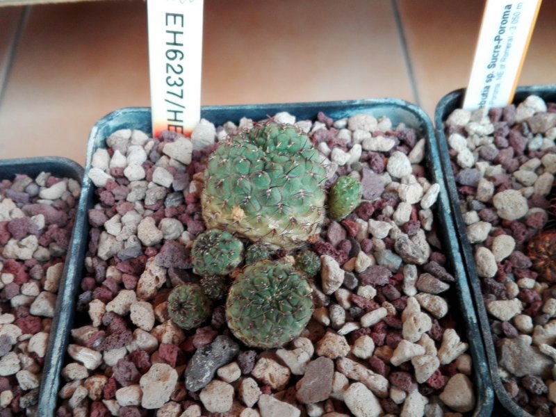 Sulcorebutia pasopayana EH6237/He