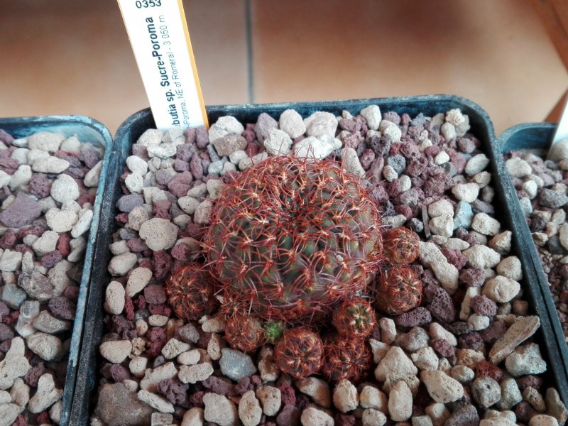 Sulcorebutia sp. sucre-poroma G285/2