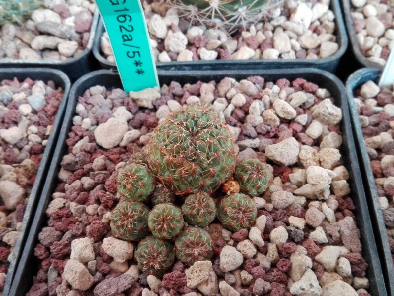 Sulcorebutia pasopayana G162a/5