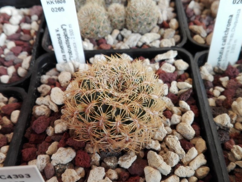 Sulcorebutia mentosa v. albissima KK1808