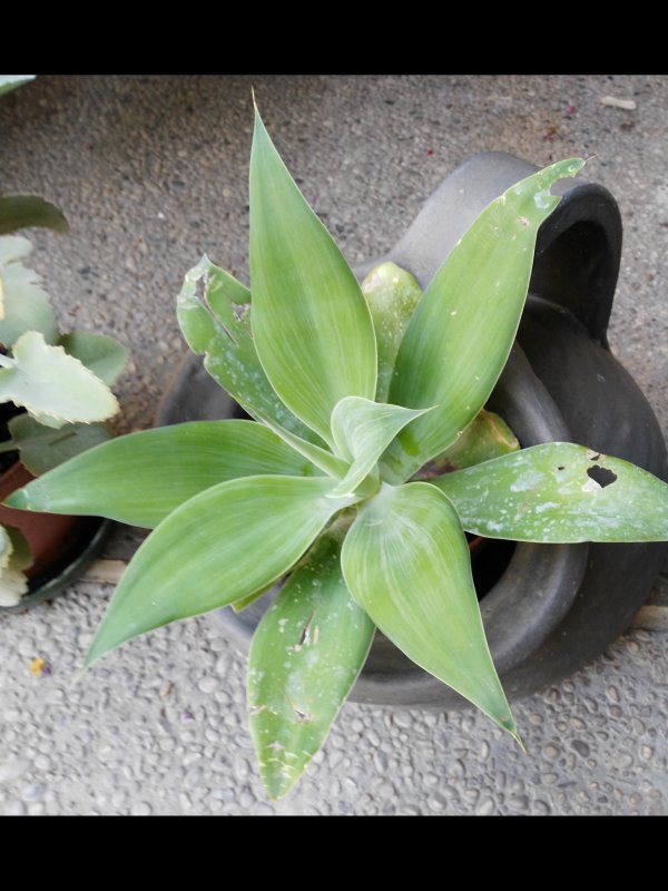 Agave attenuata 