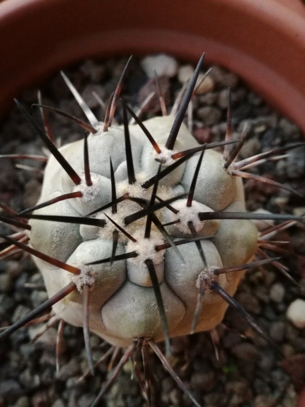 Copiapoa cinerea KK 1735