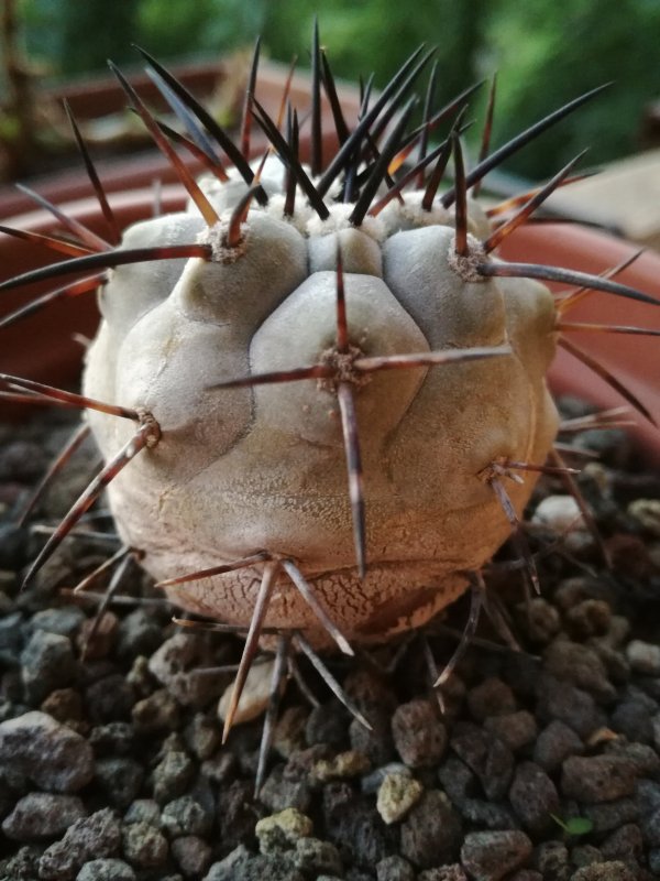 Copiapoa cinerea KK 1735