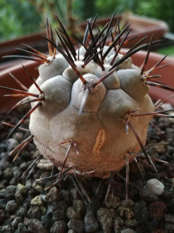 Copiapoa cinerea KK 1735