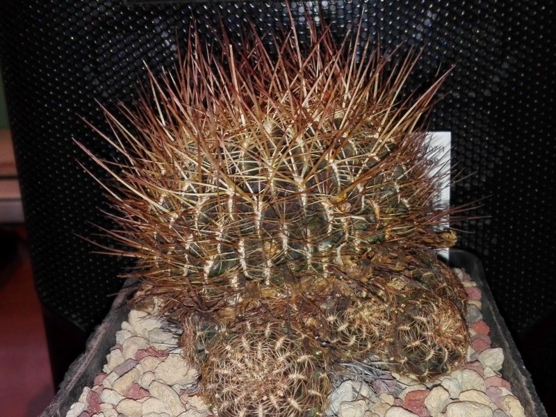 Sulcorebutia steinbachii HS107/1