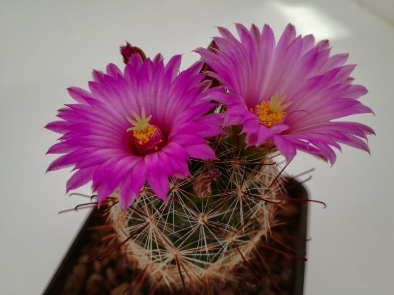 Mammillaria meridiorosei SB 668