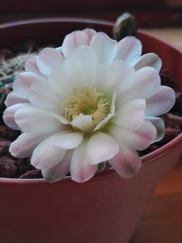 Gymnocalycium baldianum 