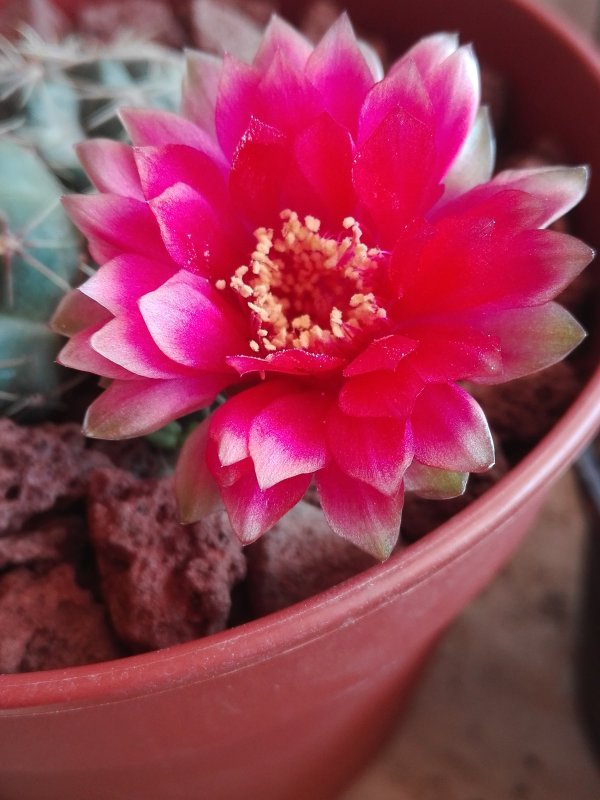 Gymnocalycium baldianum 