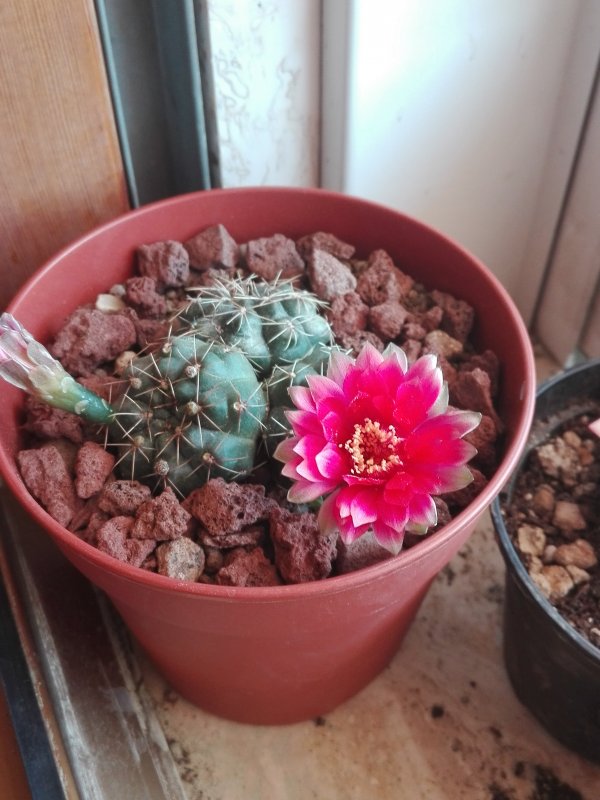 Gymnocalycium baldianum 