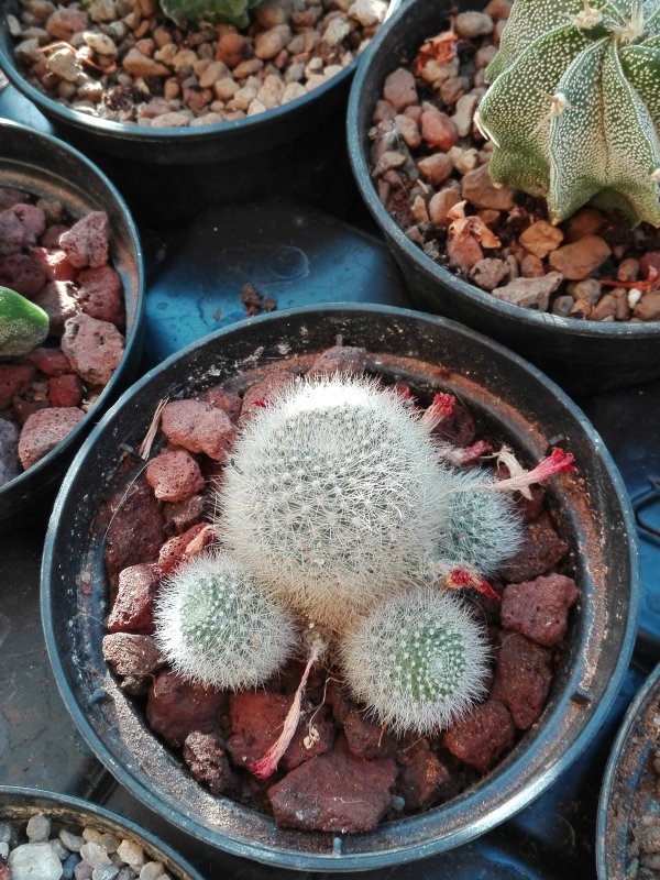 Rebutia muscula 