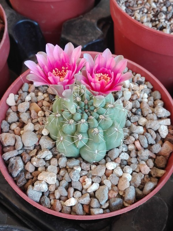 Gymnocalycium baldianum 