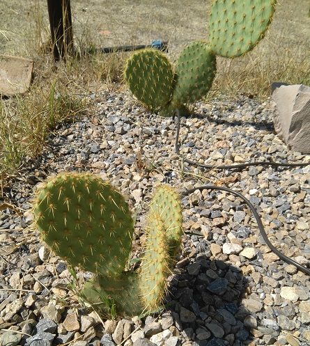 Cactacea opuntia sp? 