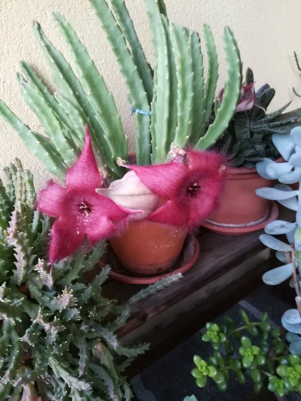 Stapelia Grandiflora 