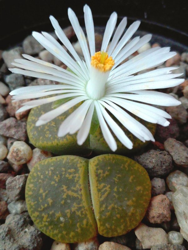 Lithops lesliei cv. albinica 