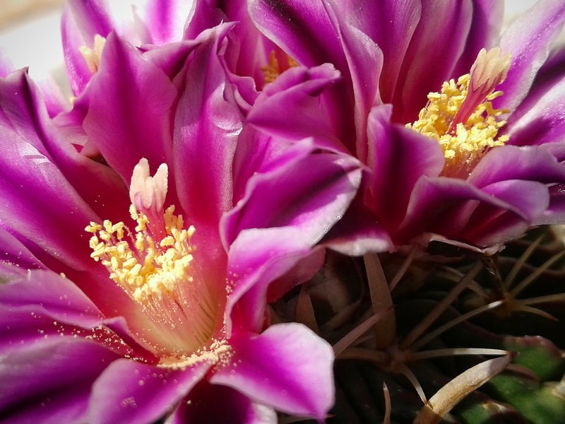 Stenocactus crispatus 