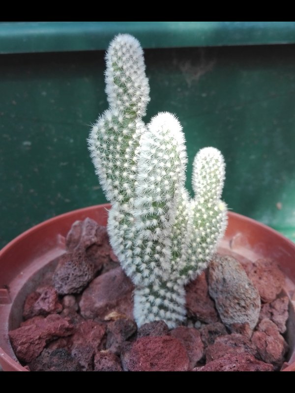 Opuntia microdasys variet 0061lbispina 