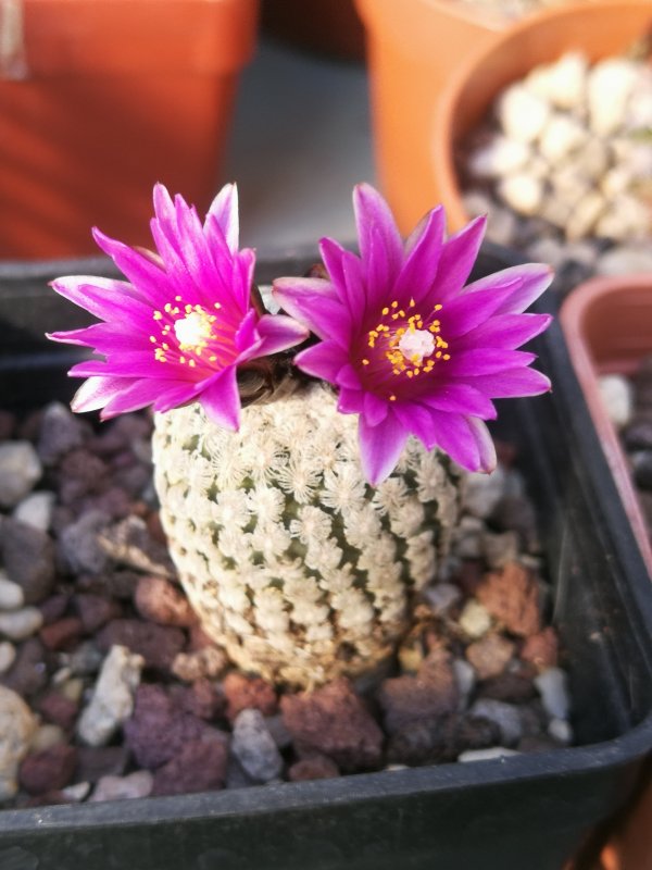 Turbinicarpus valdezianus 