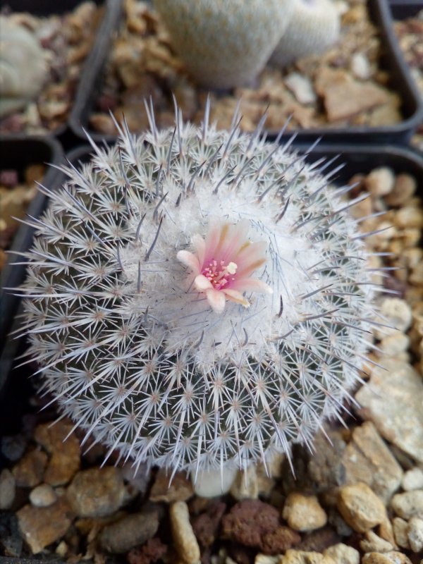 Epithelantha unguispina 