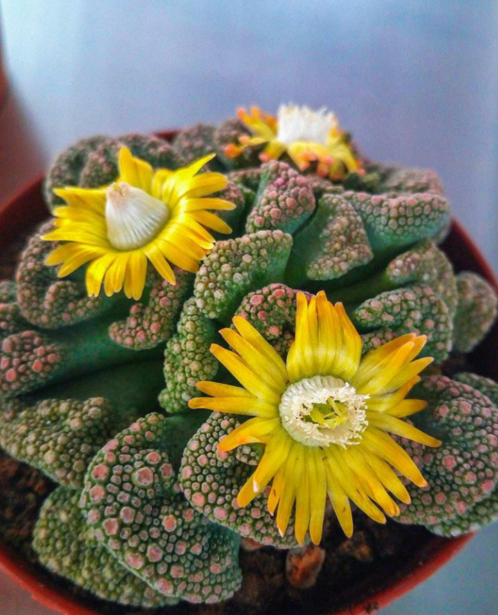 Titanopsis calcarea 