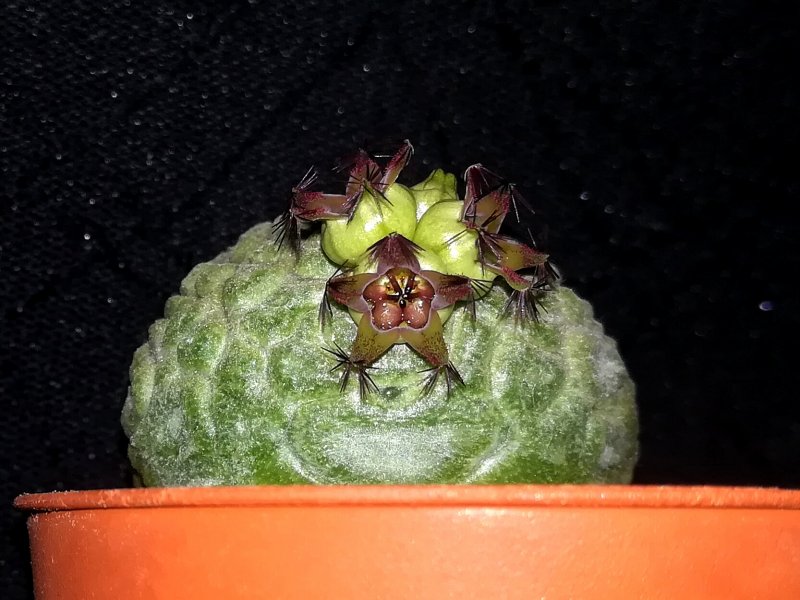 Pseudolithos migiurtinus 