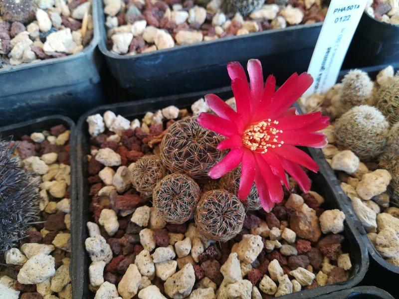 Sulcorebutia vasqueziana ssp. losenickyana HS005