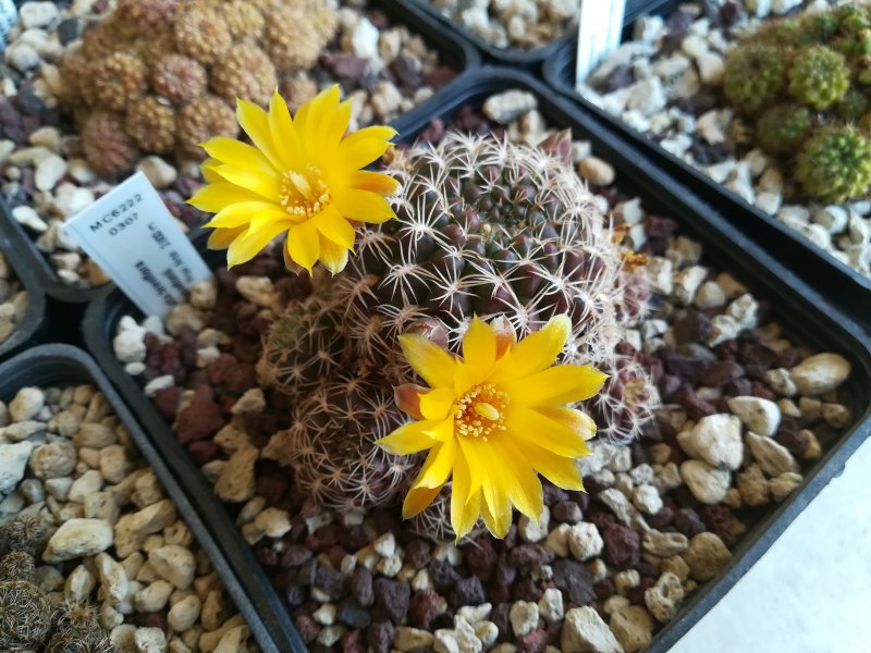 Sulcorebutia breviflora v. haseltonii MC6222