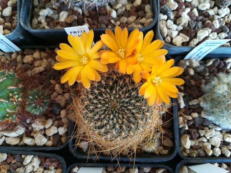 Sulcorebutia arenacea v. candiae FR774