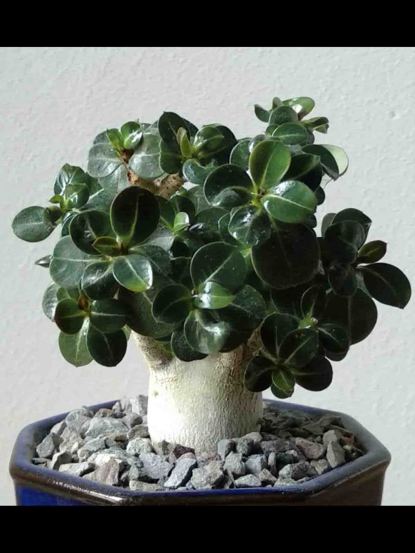 Adenium obesum 