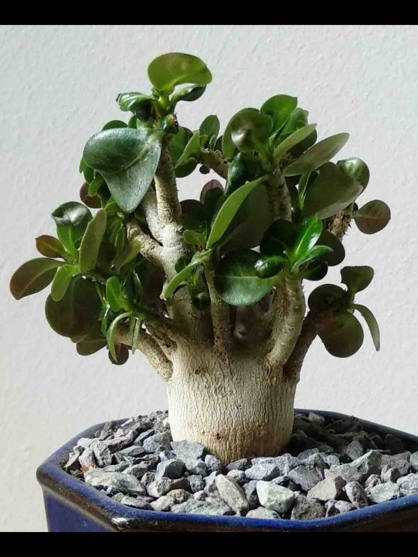 Adenium obesum 