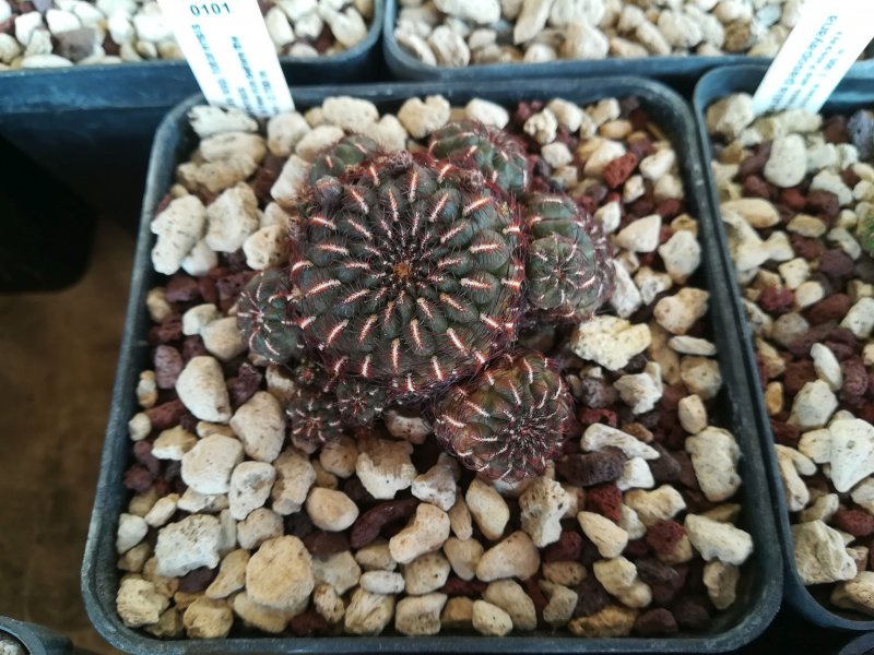 Sulcorebutia tiraquensis ssp. totorensis G218/1