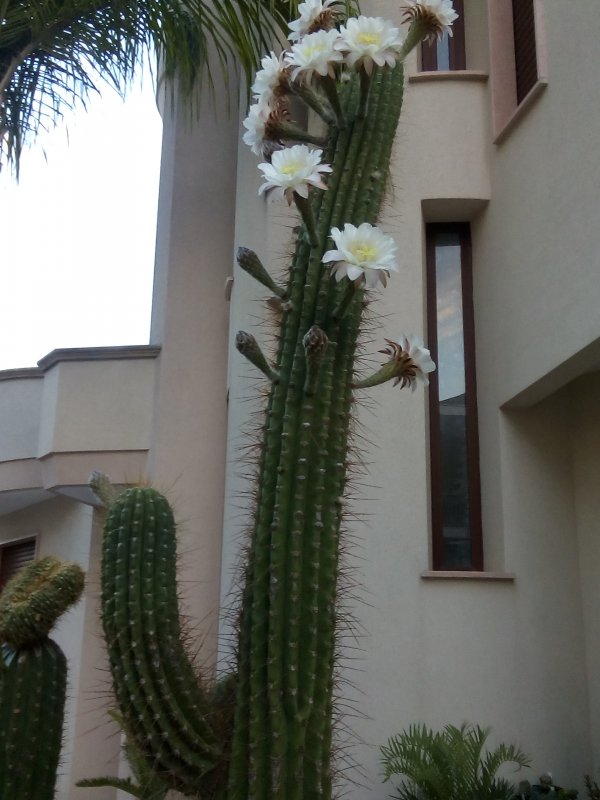 Trichocereus terscheckii x pasacana 