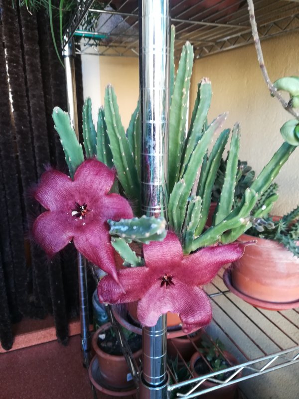 Sthapelia grandiflora 