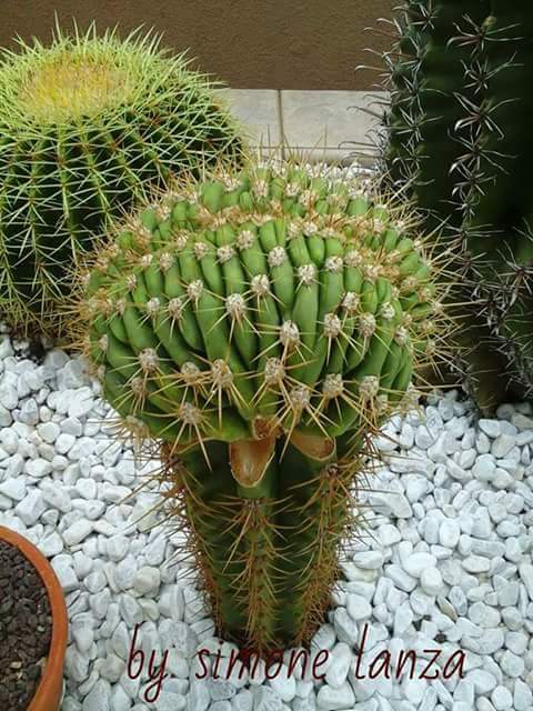 trichocereus terscheckii f. cristata