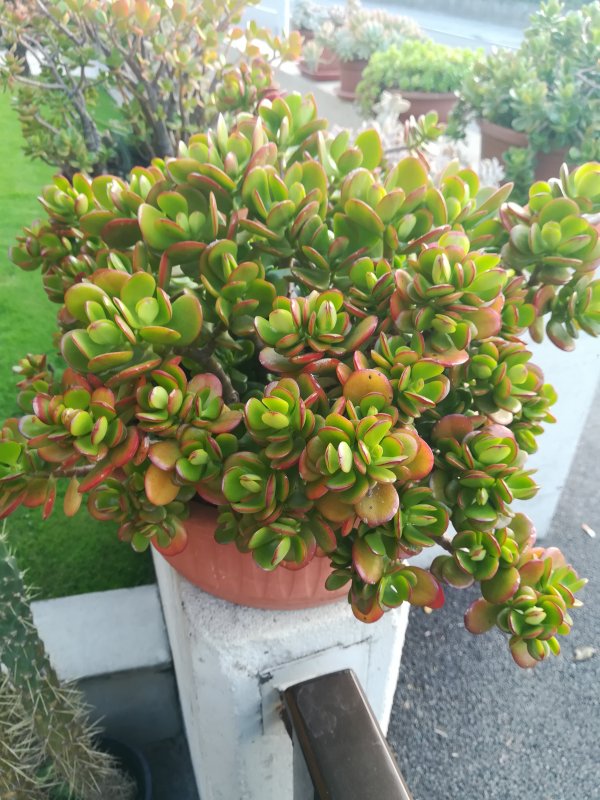 Crassula  4