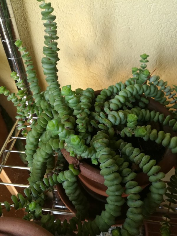 crassula rupestris subsp marnieriana 1
