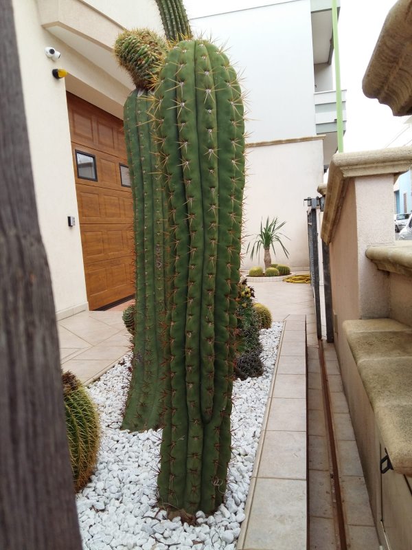 Trichocereus terscheckii 