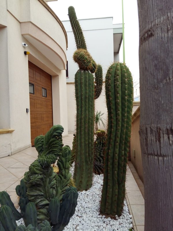 Trichocereus terscheckii 