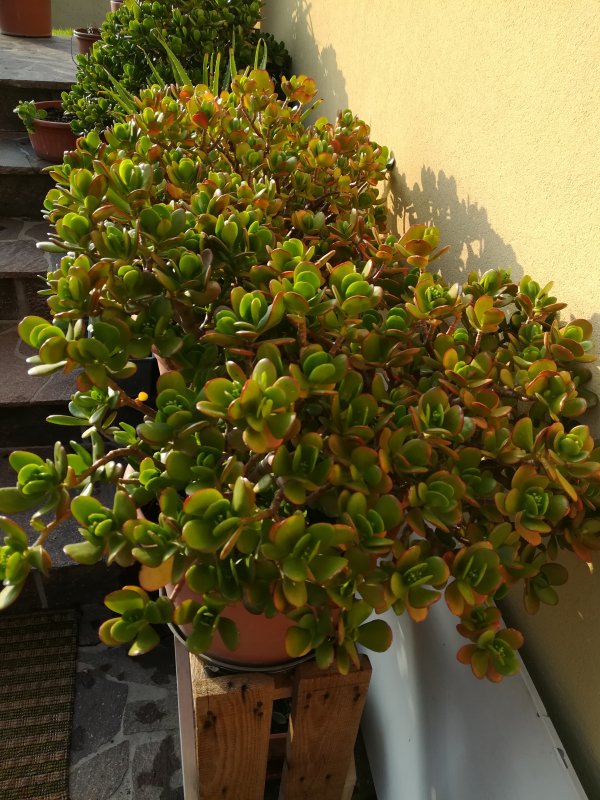 Crassula ovata 