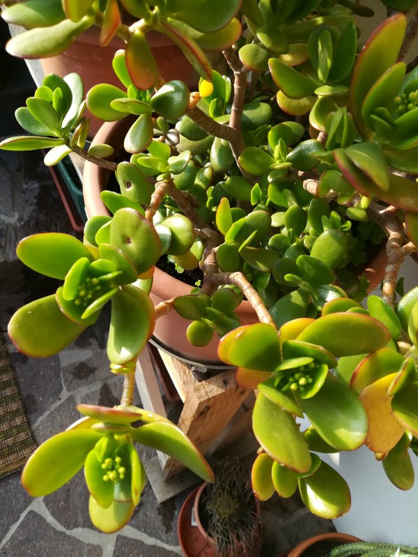 Crassula ovata 