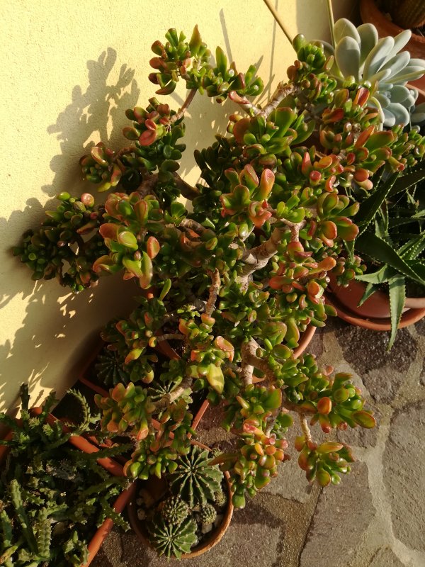 Crassula ovata cv. hobbit 