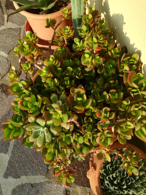 Crassula ovata 