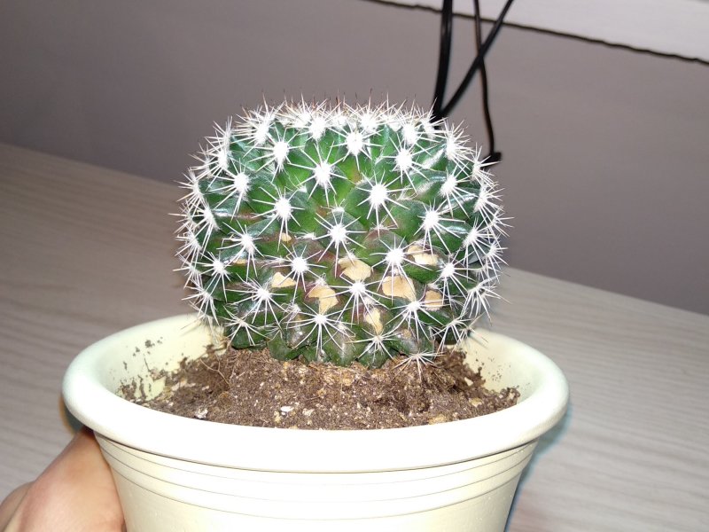 Echinocactus grusonii 