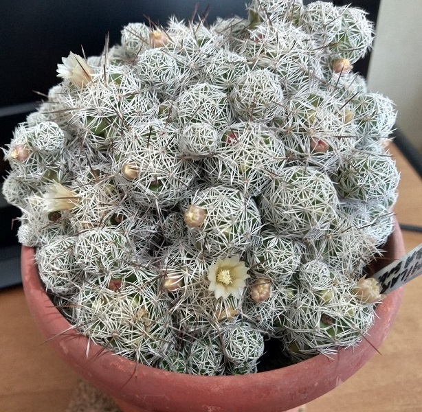 Mammillaria vetula ssp. gracilis 