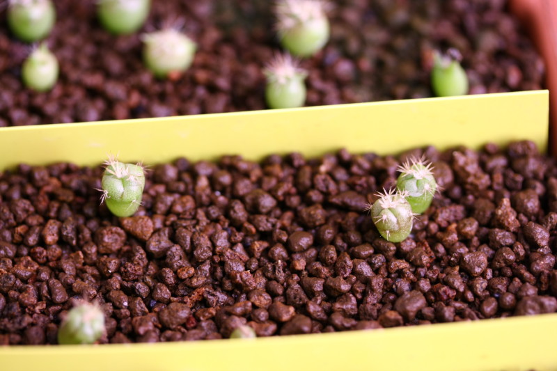 Ferocactus recurvus ssp. greenwoodii 